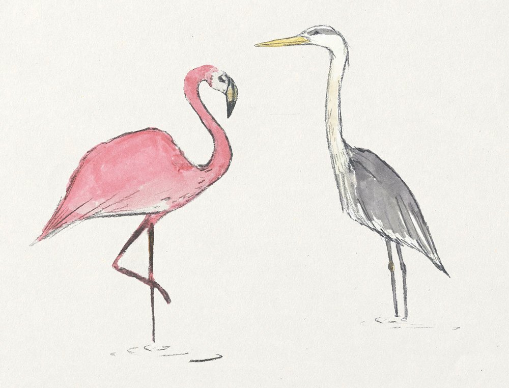 Flamingo and grey heron illustration for Eden Project wine label design